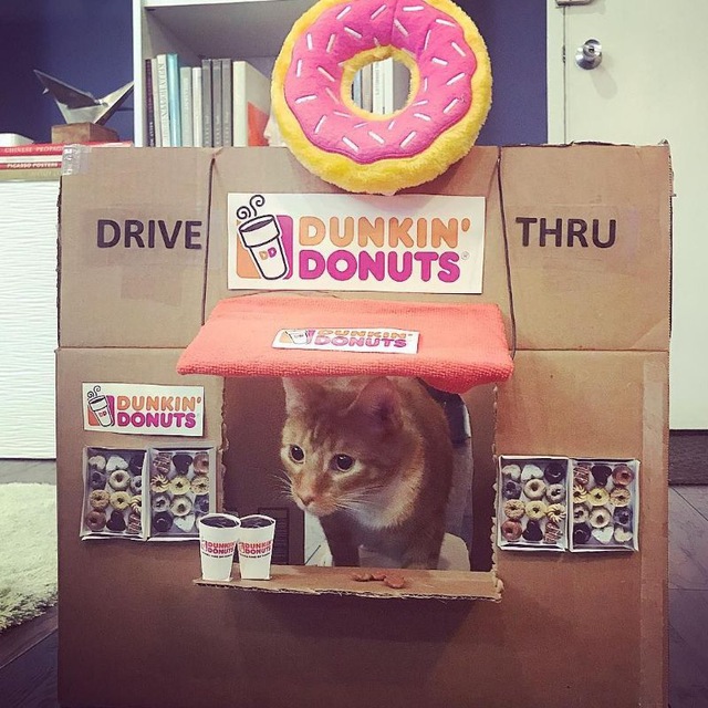 Dunkin Cat token logo
