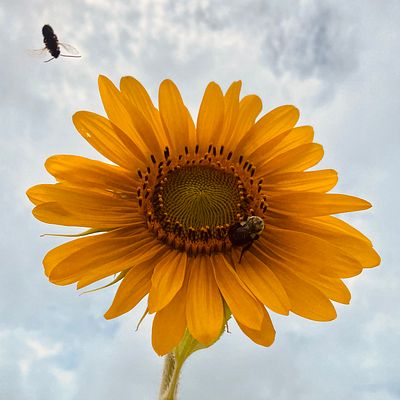 🌻 Keep it Simple Sunflower 2.1 🌻