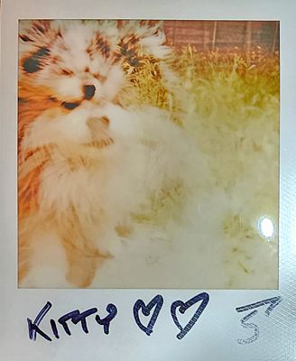 Polaroid L-2 Pack 1 Pic 8