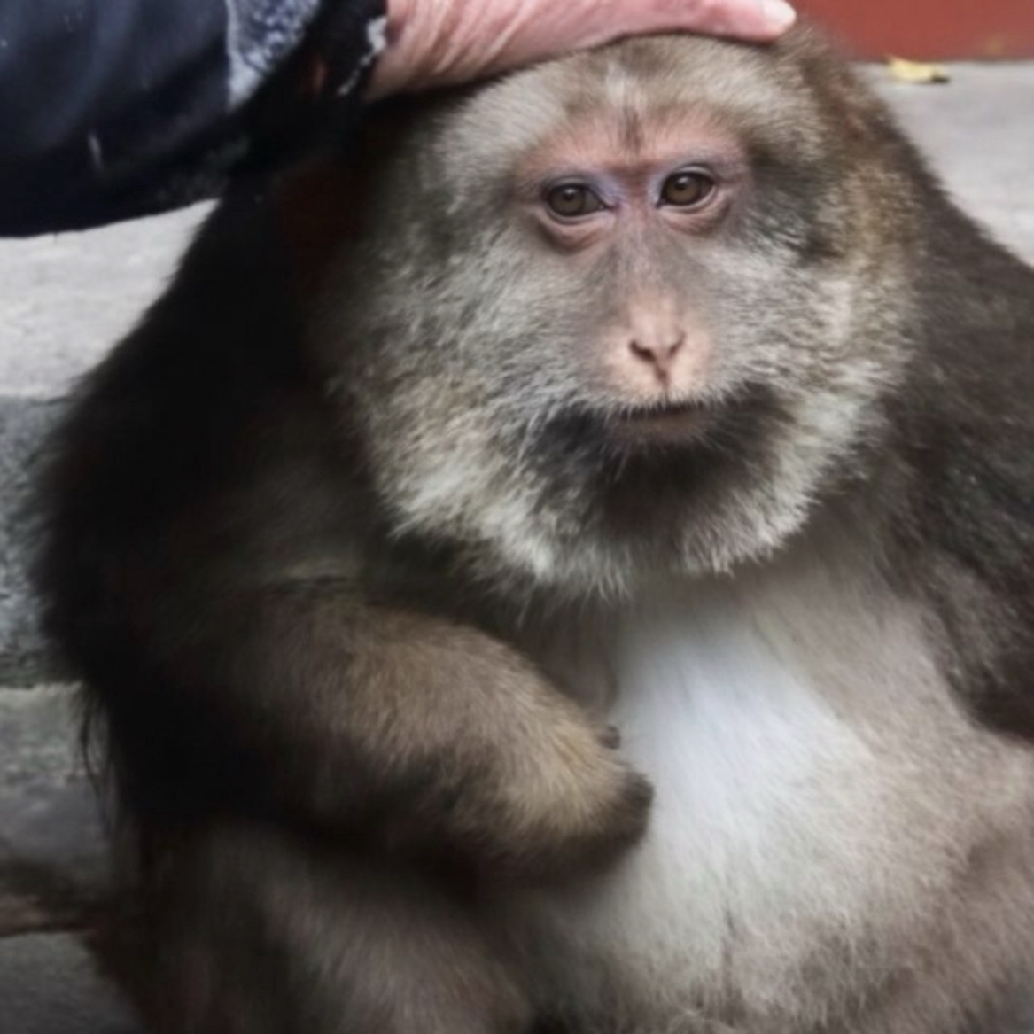 CHUB THE MONKEY