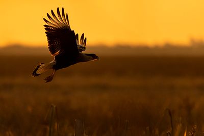 Sunset Raptor