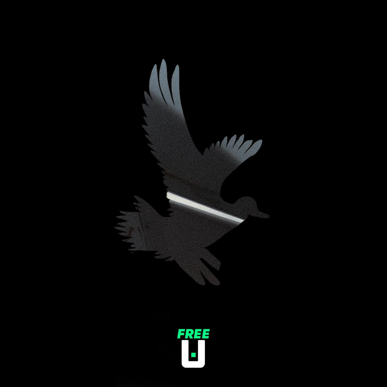 Midnight Bird