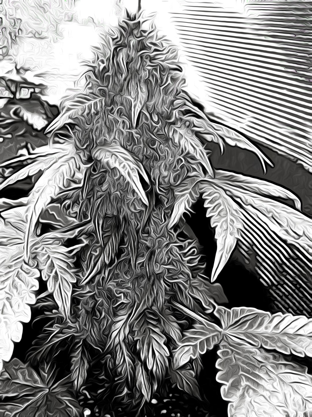 Cannablur NFT NFT on Algorand