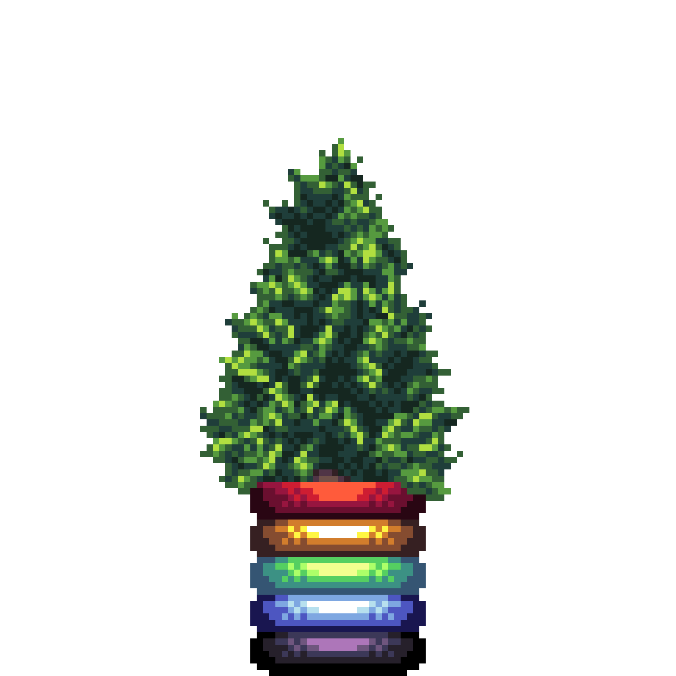 Cypress Pine in Rainbow Rings pot