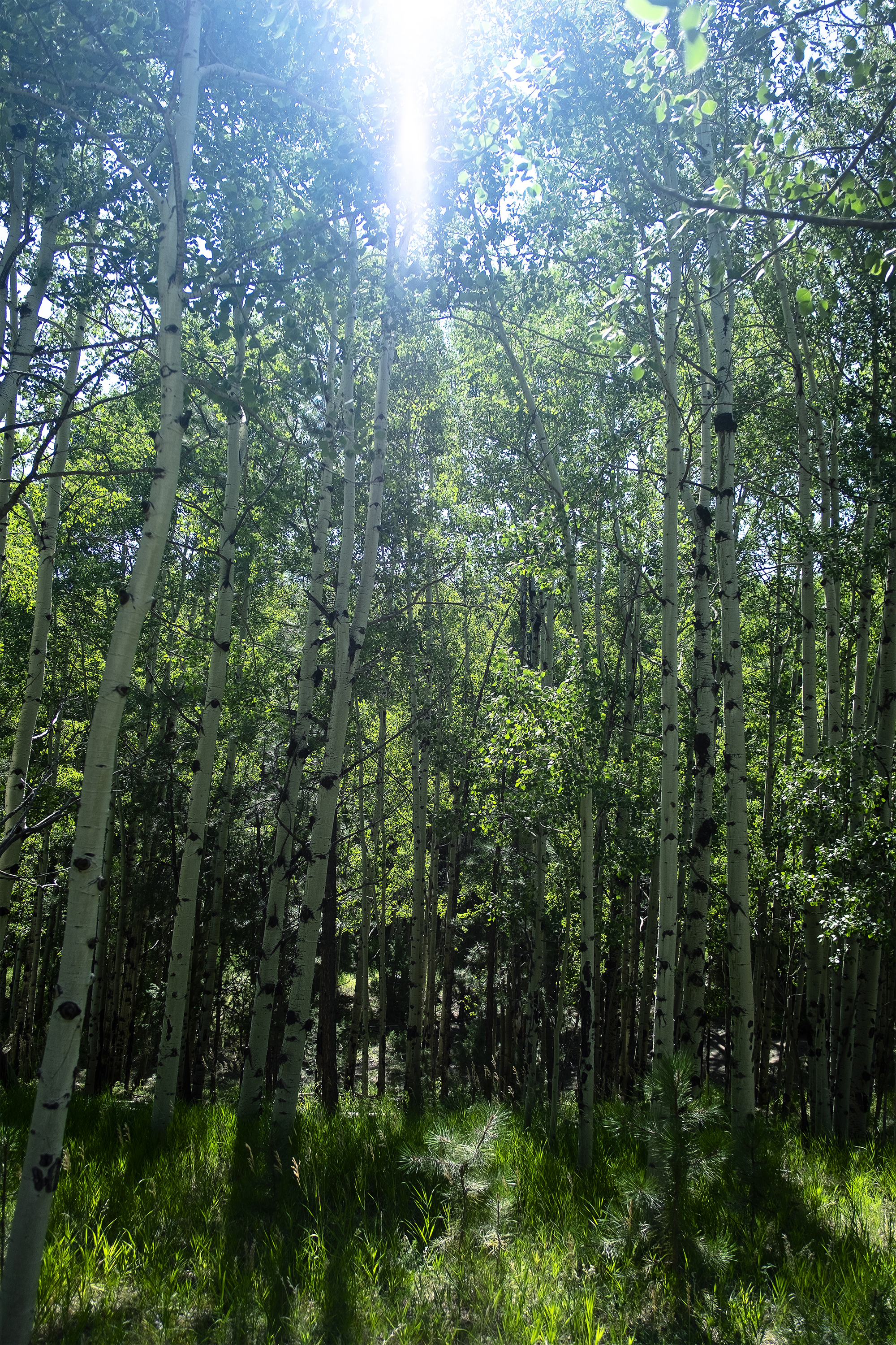 Blockscapes #6 NFT on Algorand