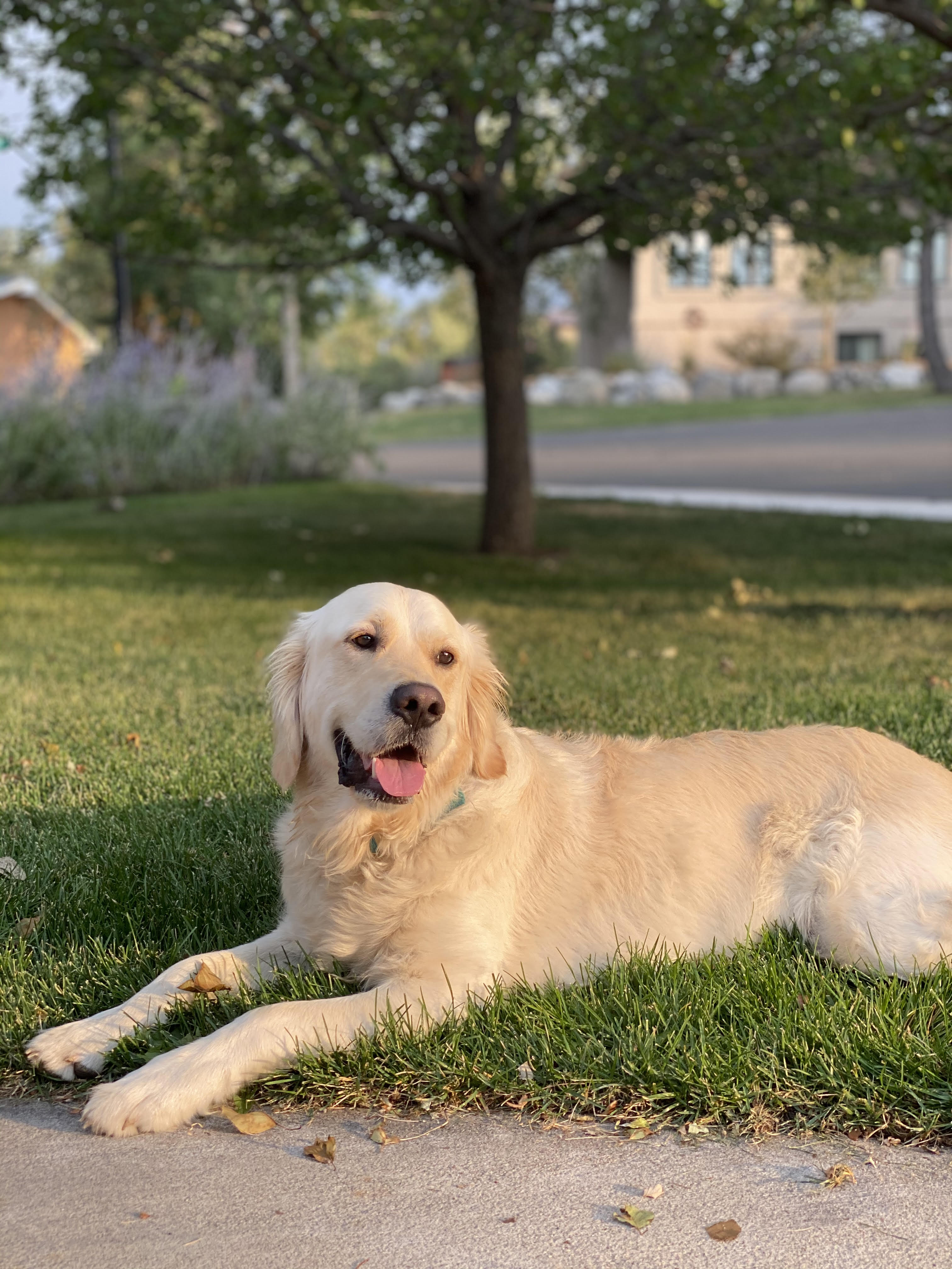 BigHuddy NFT on Algorand