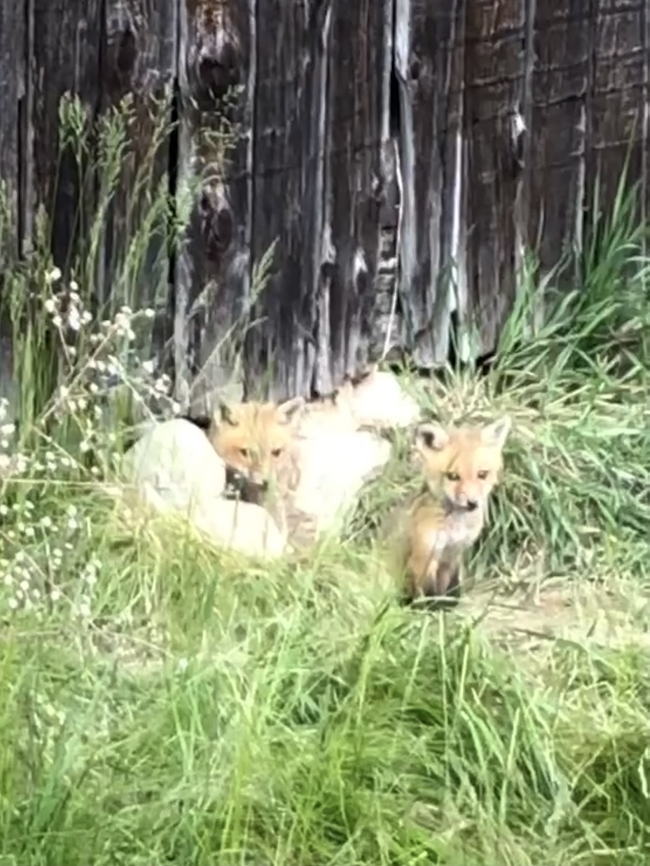 IRL, Rare Barn Find, Fox Cubs NFT on Algorand