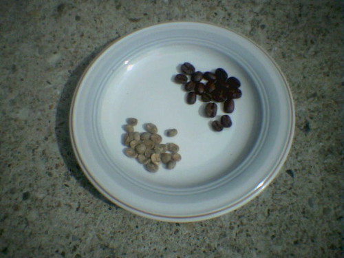 Lisbon Coffee Seed Green Coffee Sample Set