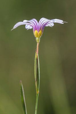 Exquisitely Wild