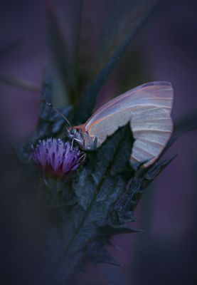 Delicate Butterfly