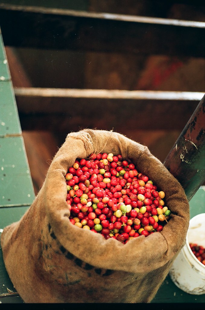 Ethiopia Coffee Seed Reserve Arabica Whole Bean Lot