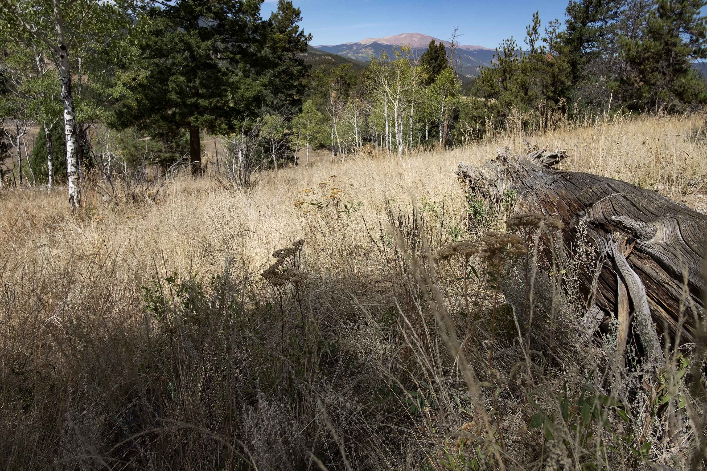 Blockscapes #7 NFT on Algorand