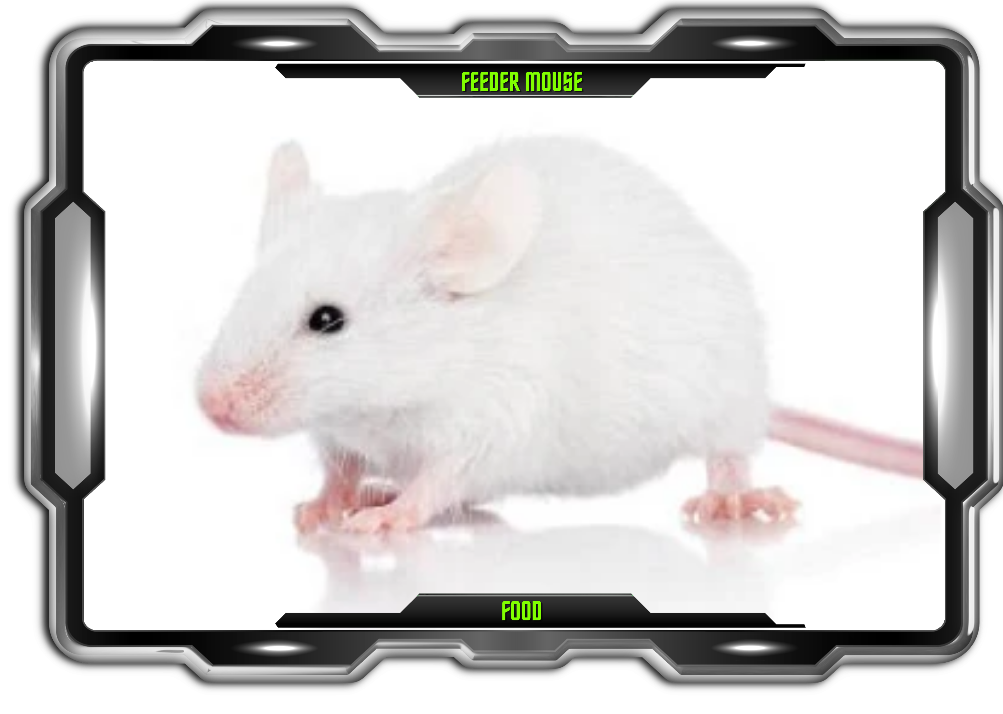 Feeder Mouse