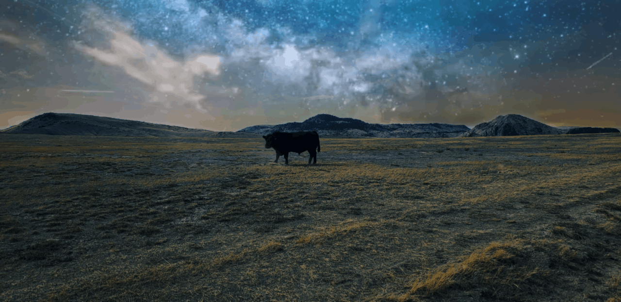Cow Vibes 