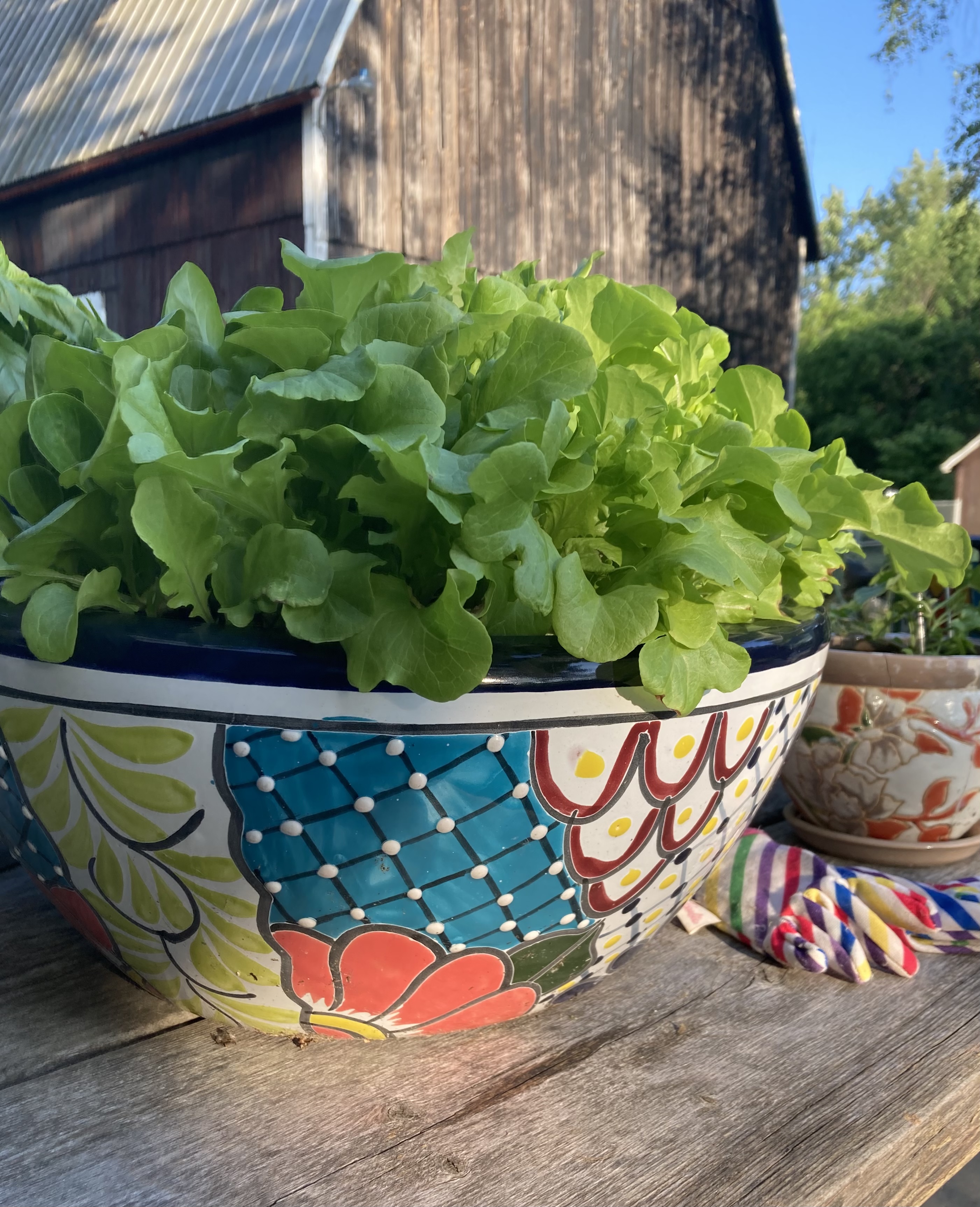 IRL, Salad Greens NFT on Algorand