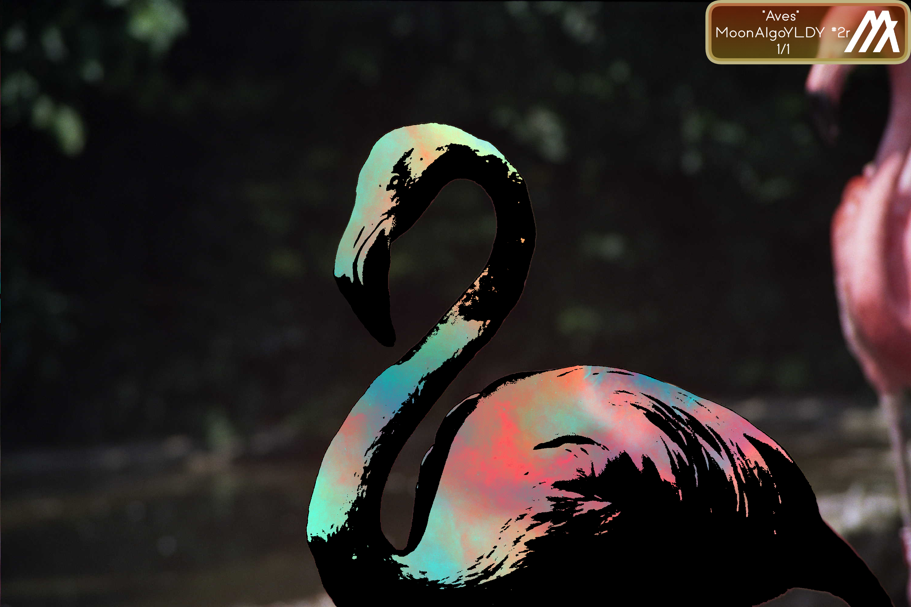 Aves NFT on Algorand