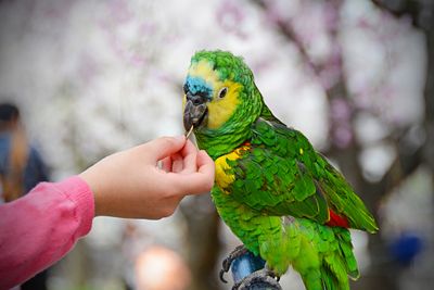 Parrot moment