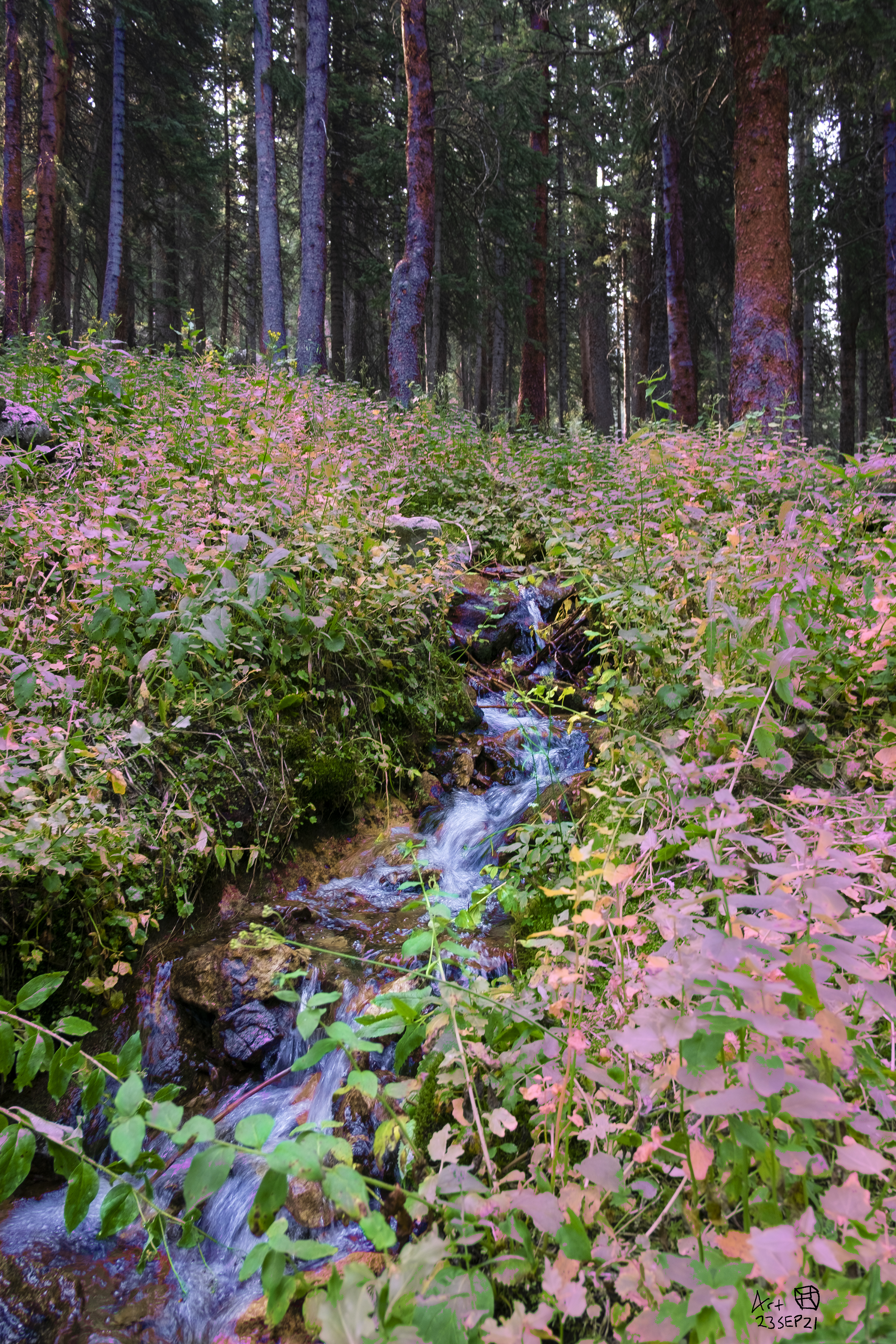 Mountain Spring NFT on Algorand