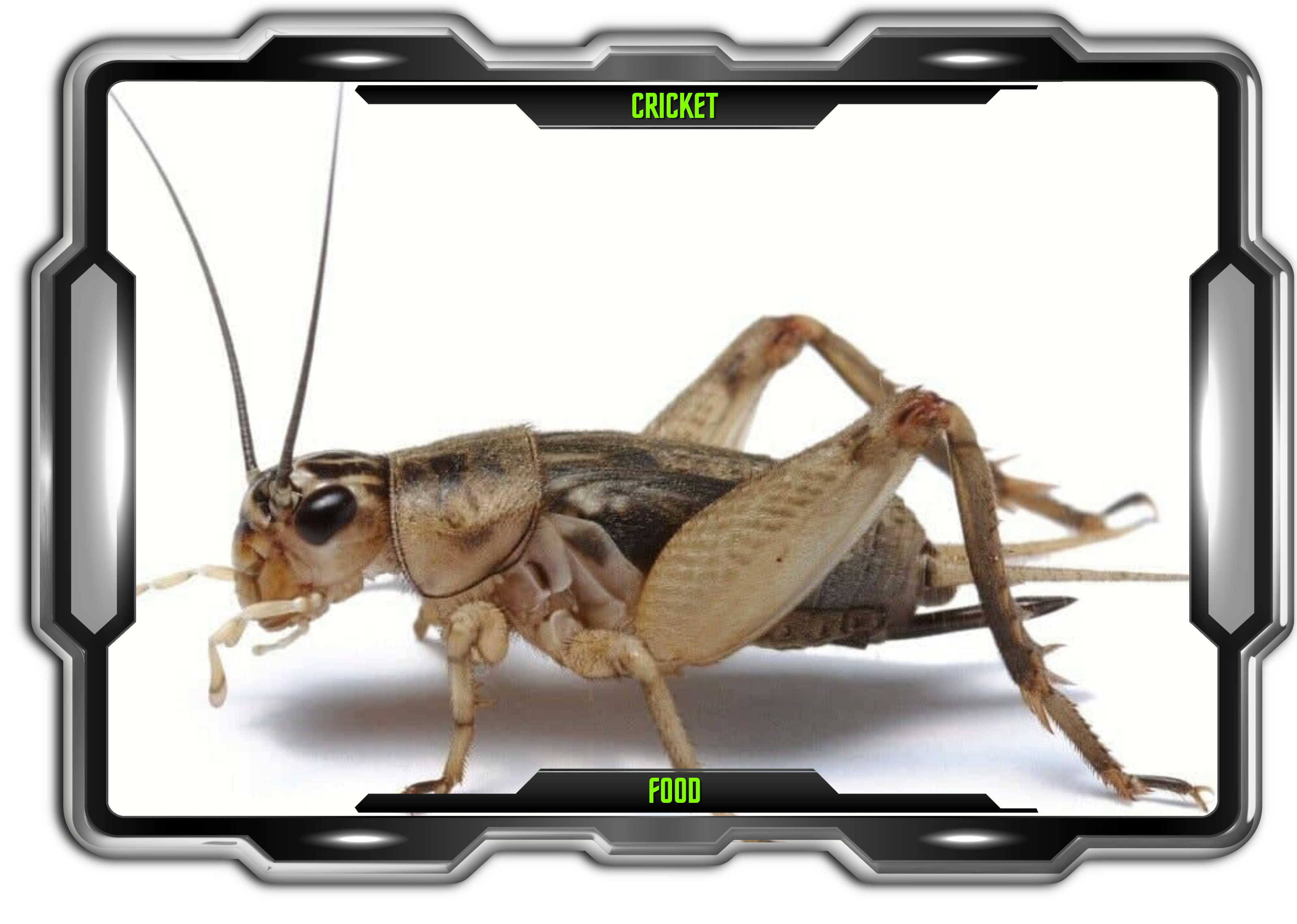 Feeder Cricket
