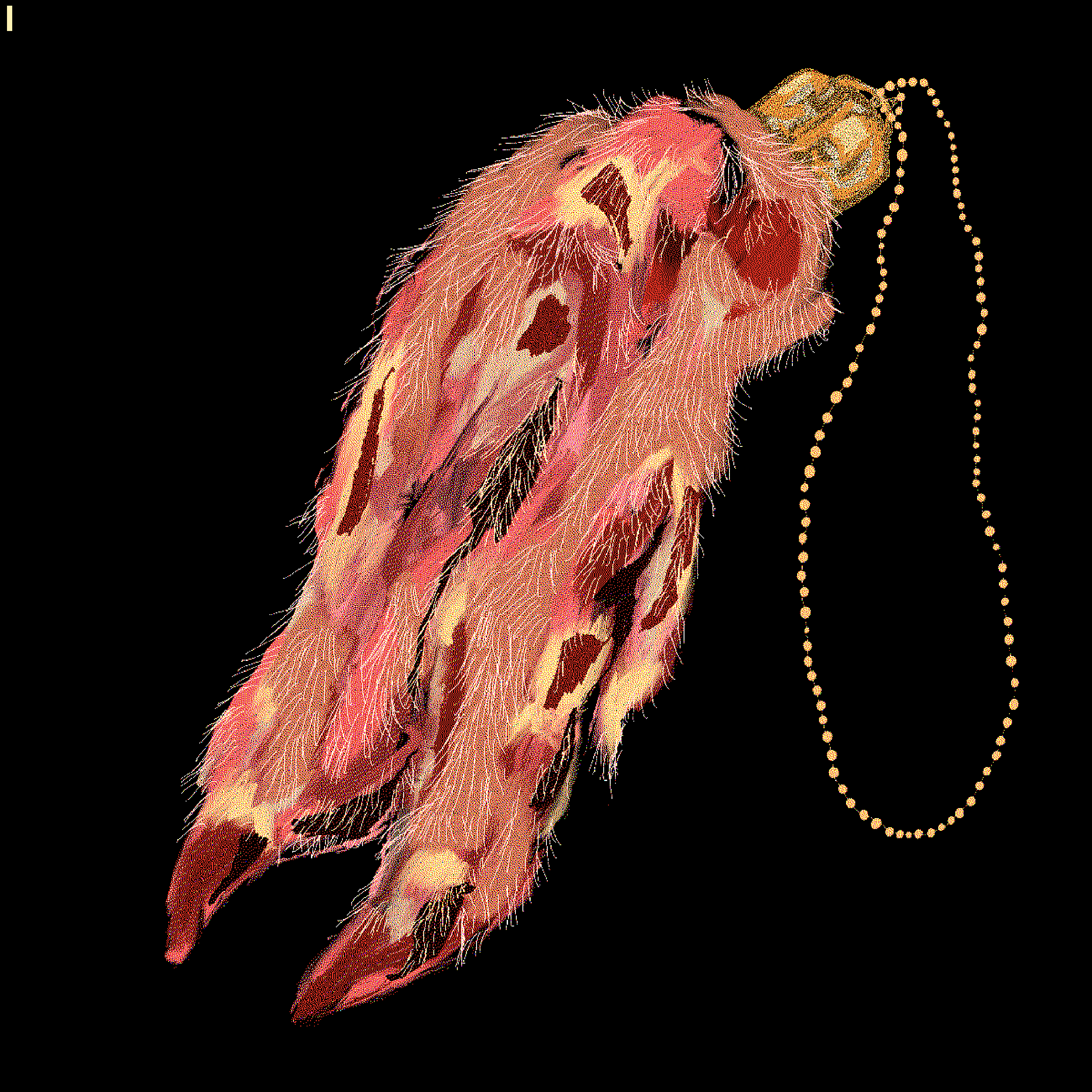LUCKY PIG FOOT #1