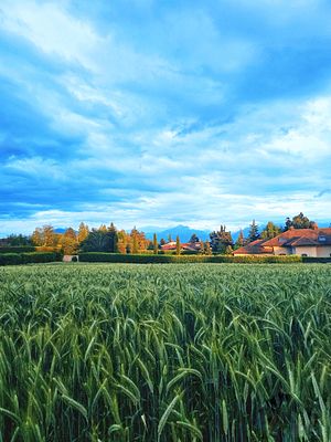 Evening Over the Field