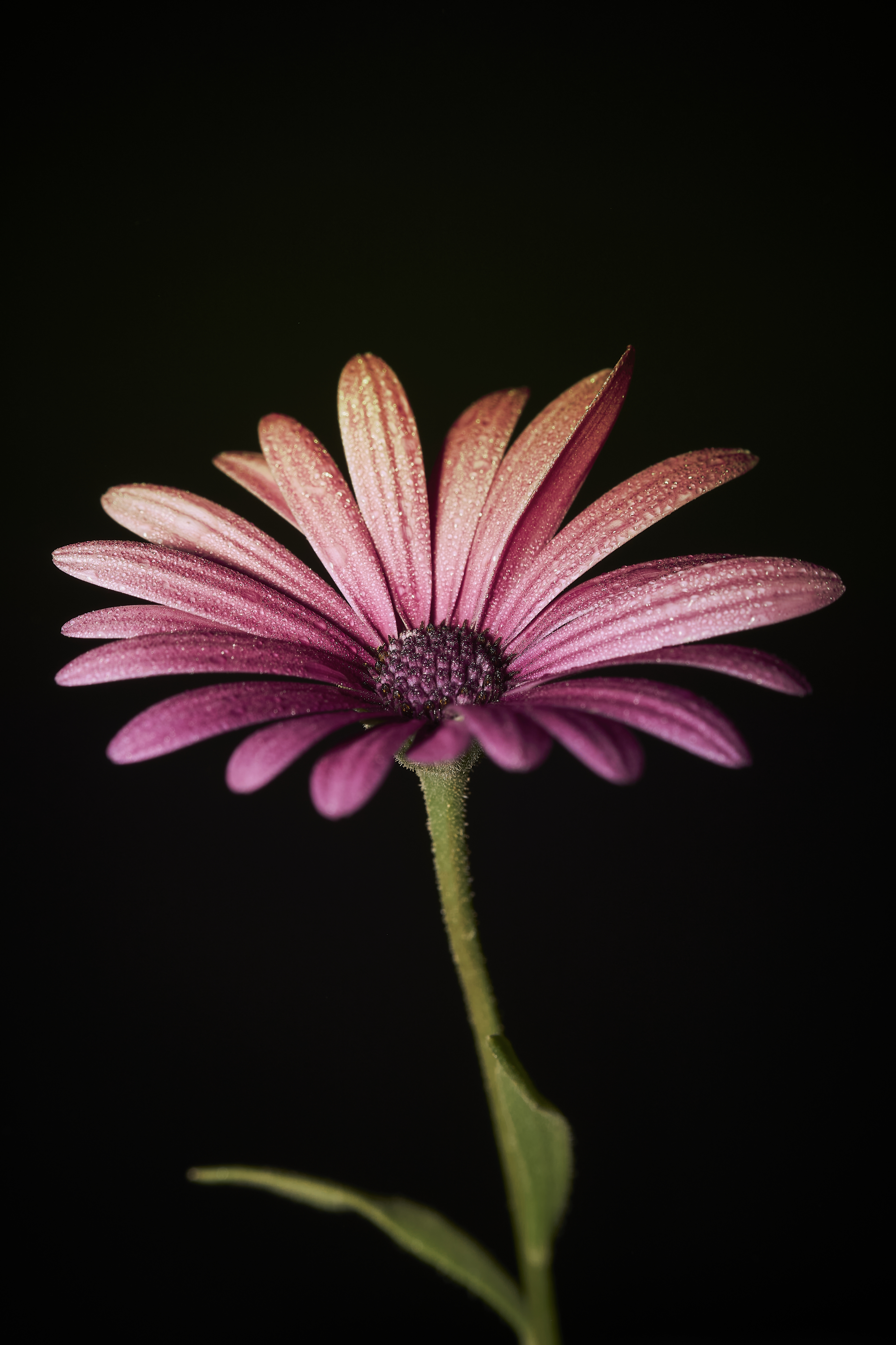 Portrait of a Flower