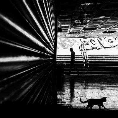 Black Cat