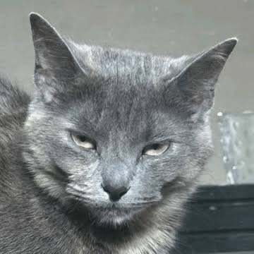 MOGCAT logo