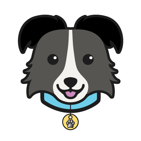Albert the Border Collie