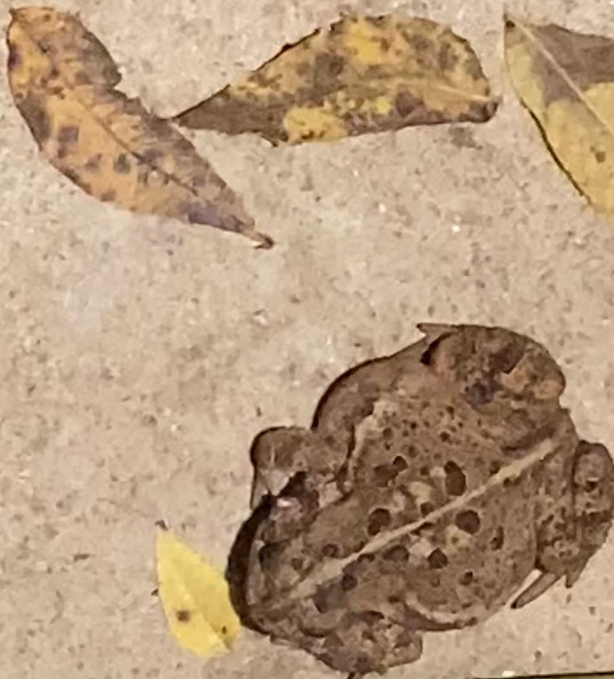 IRL, Toad & Tree Leaves NFT on Algorand