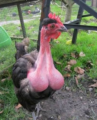 COCKROOSTER token picture