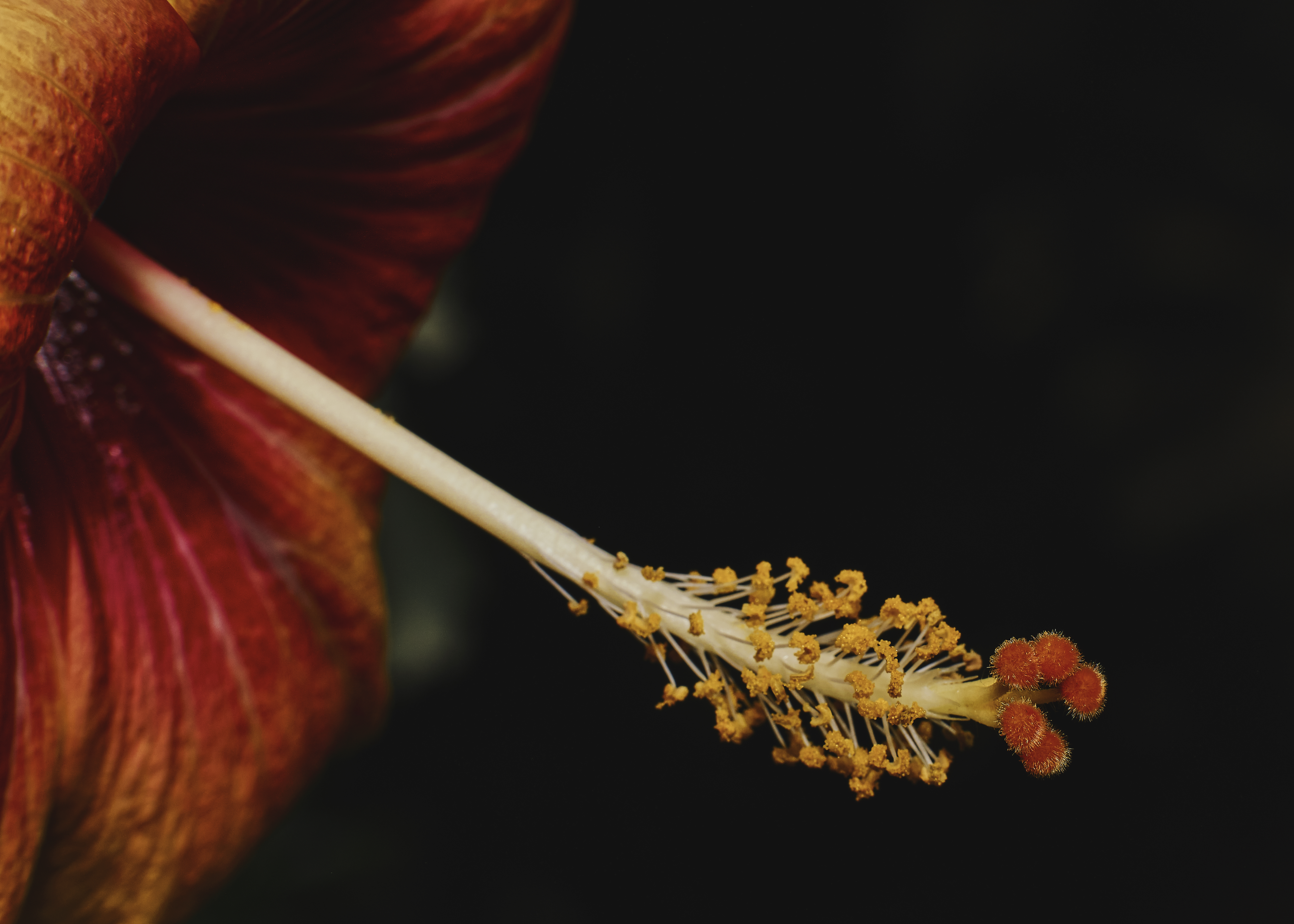 The Royal Hibiscus