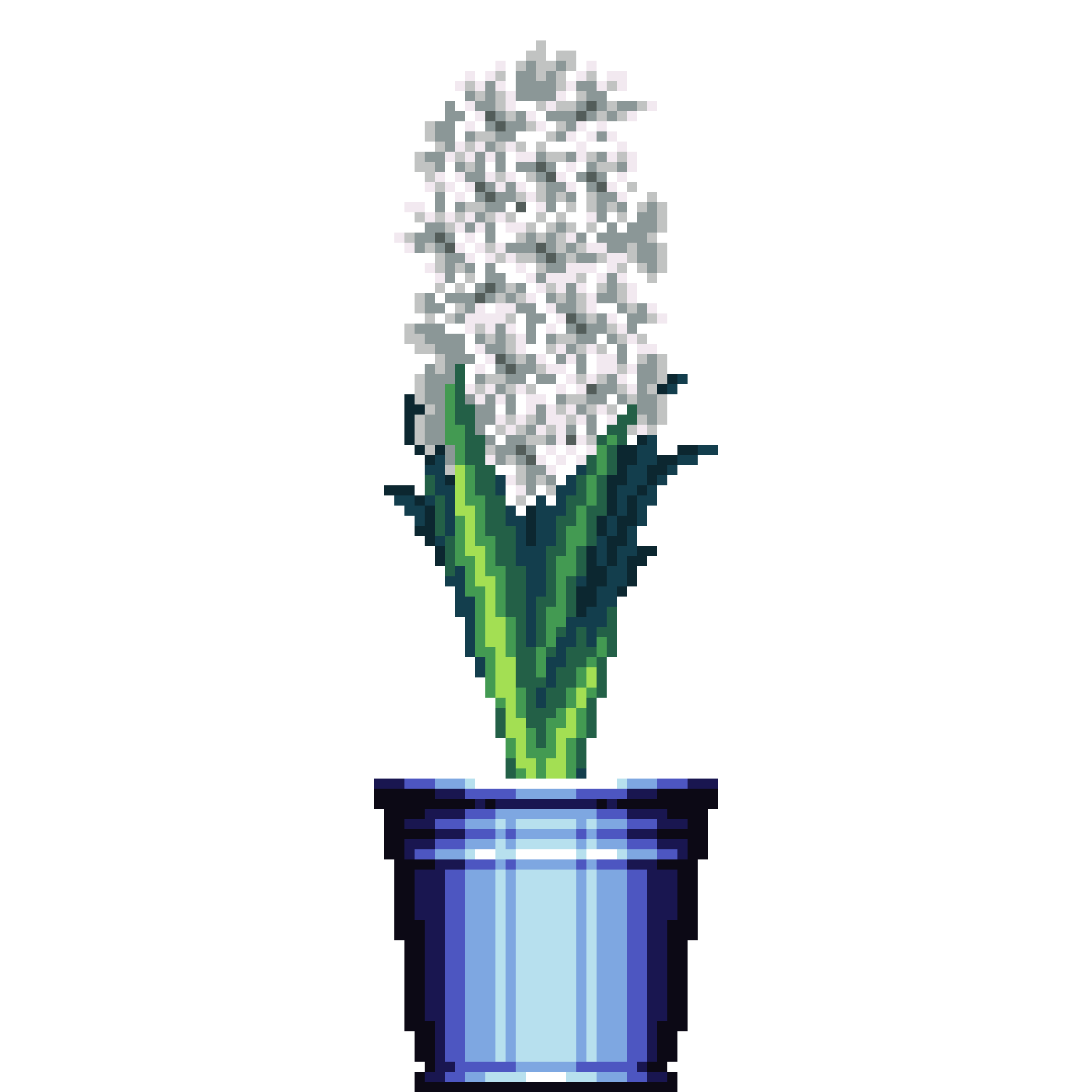 White Hyacinth in Bucket pot