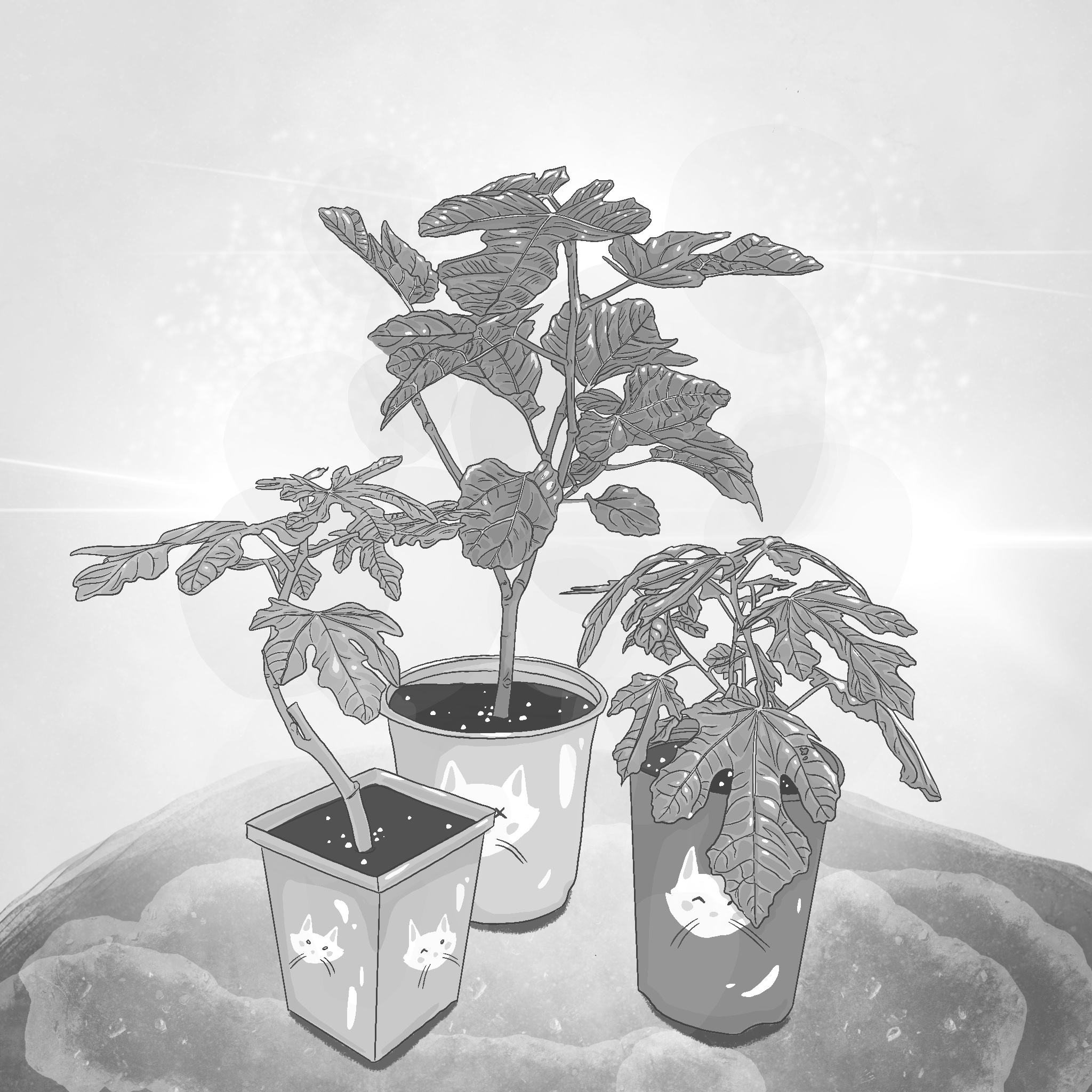 Ficus Carica