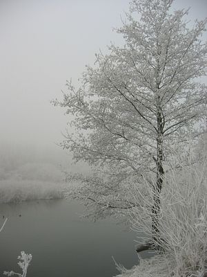 Frosted Solitude