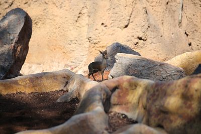 Dik-dik antelope