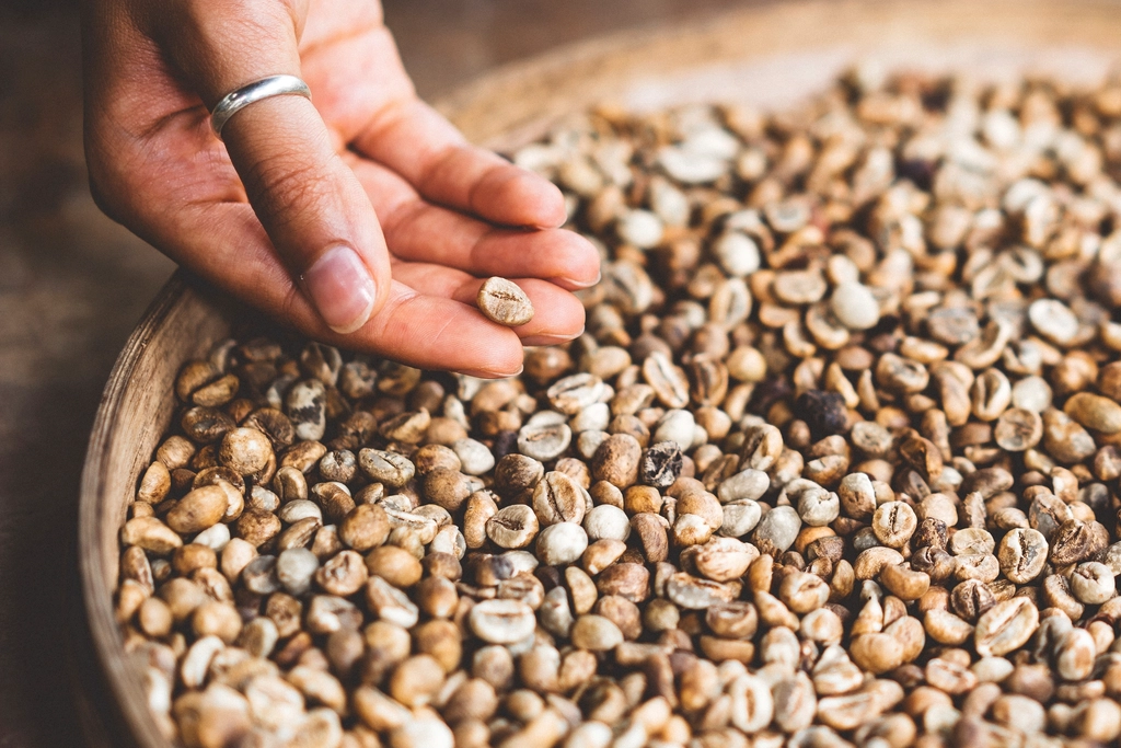 Dubai Coffee Seed Green Coffee Sample Set