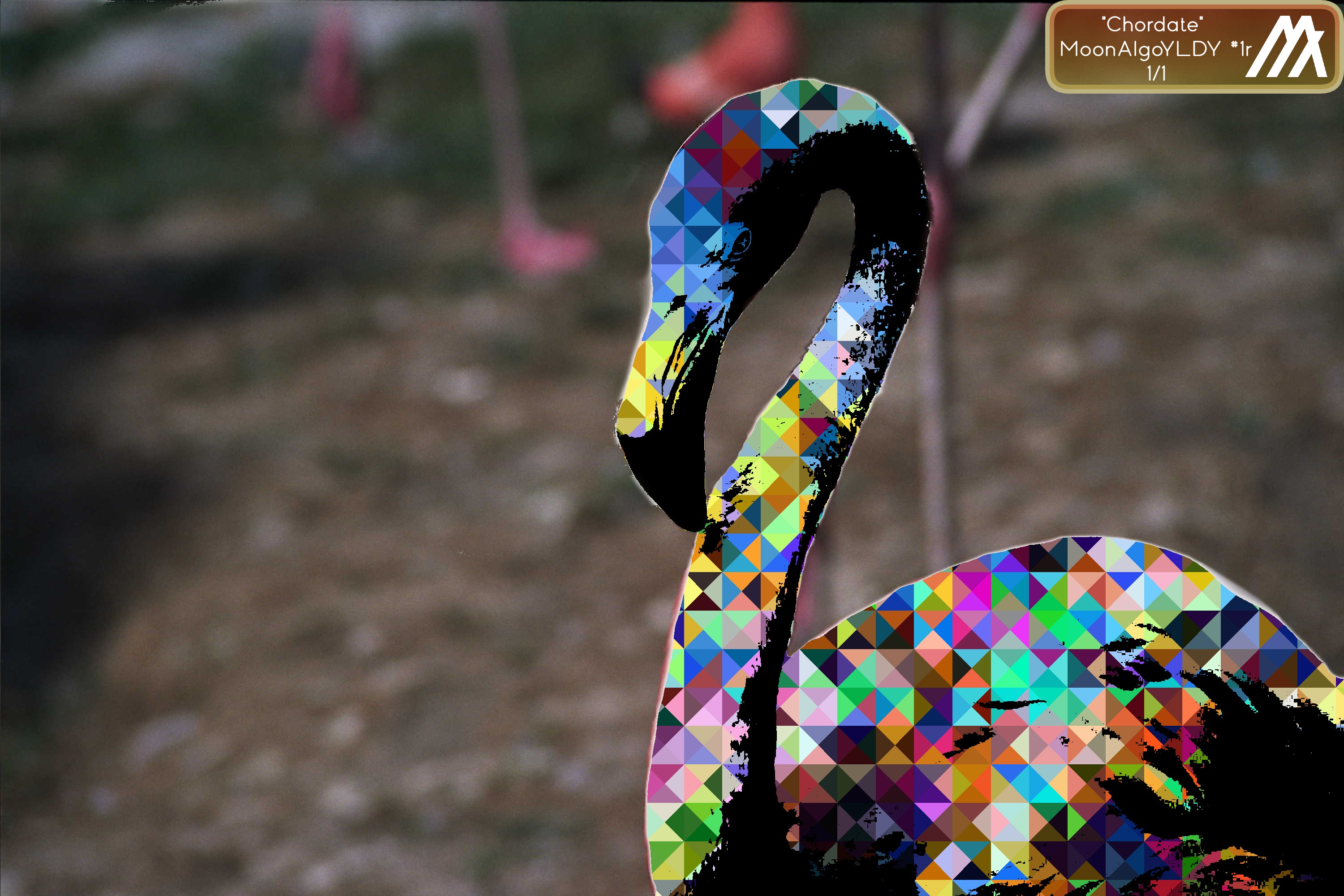 Chordate NFT on Algorand