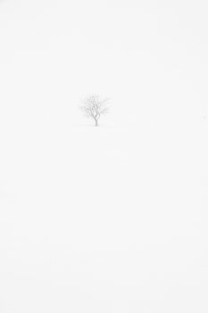 Into the Endless White