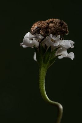 Pantomorus