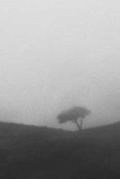 Where the tree Dreams