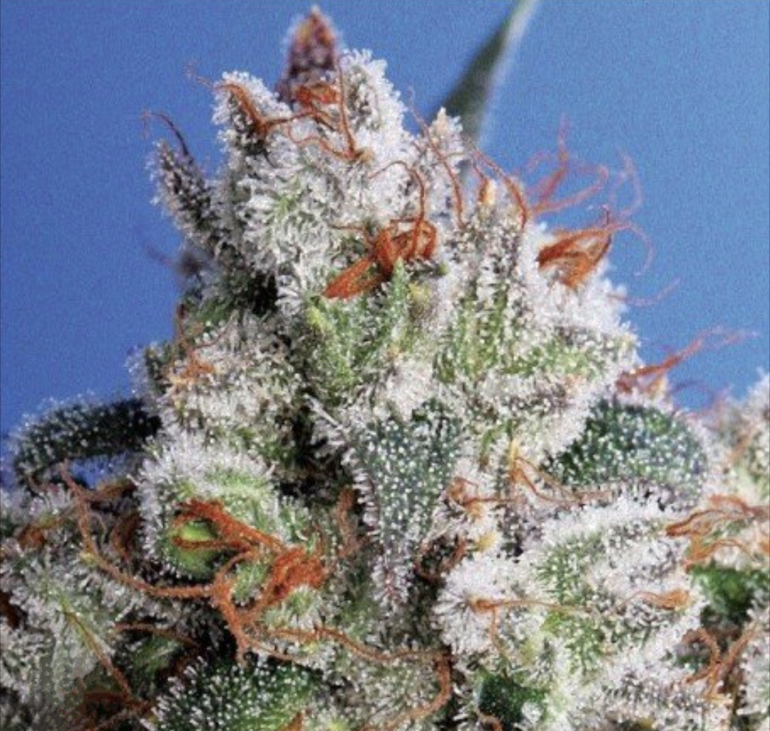 burmesekush.eth Ethereum Name Service (ENS and .eth domain) PFP