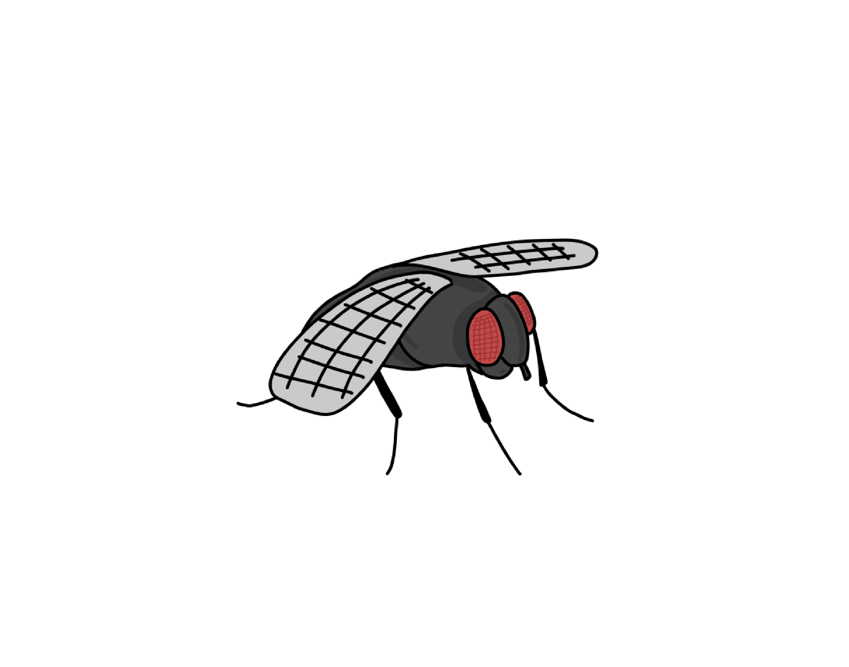 The Fly 