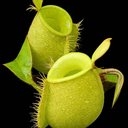 Nepenthes