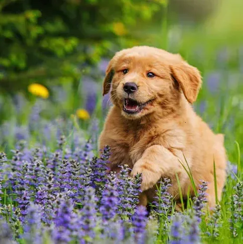 dog