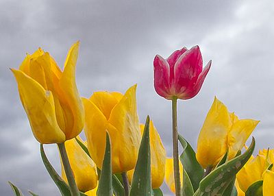 Tulip Dream