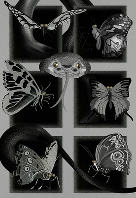 Medusa’s Butterfly Collection