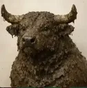 BULLSHIT