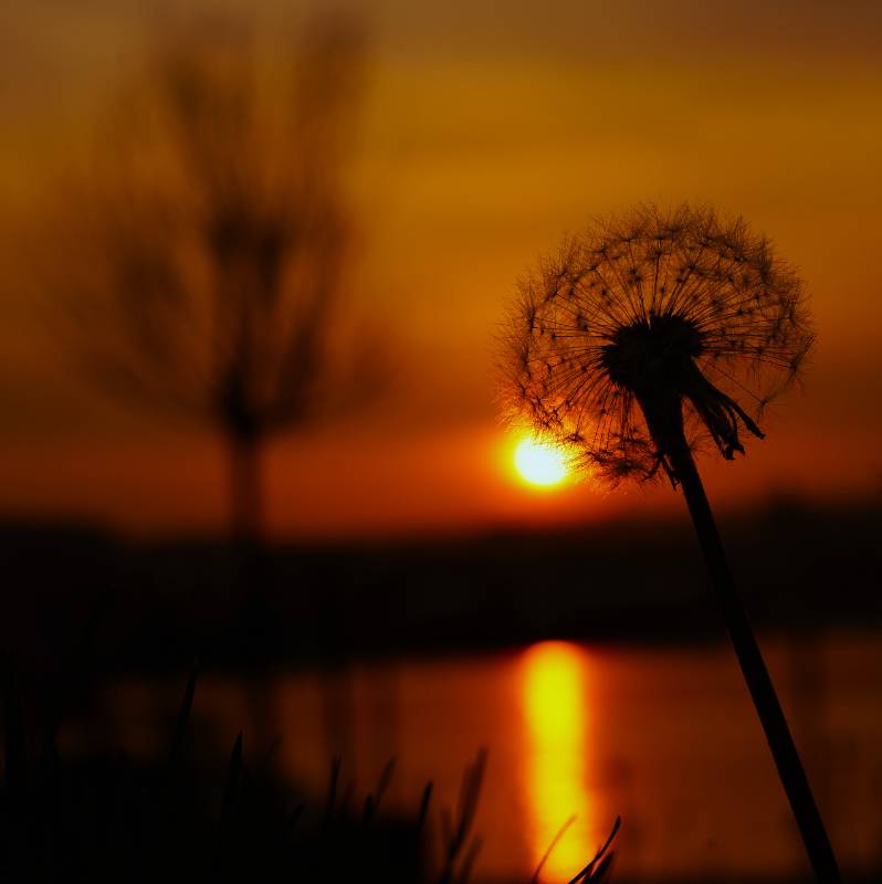 A wish from here to the sun