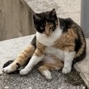 islandcat